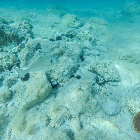 Ancora 2 Budva